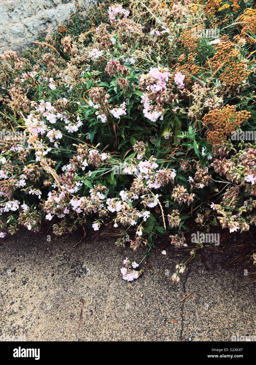 Weeds and wildflowers hi-res stock photography and images - Alamy