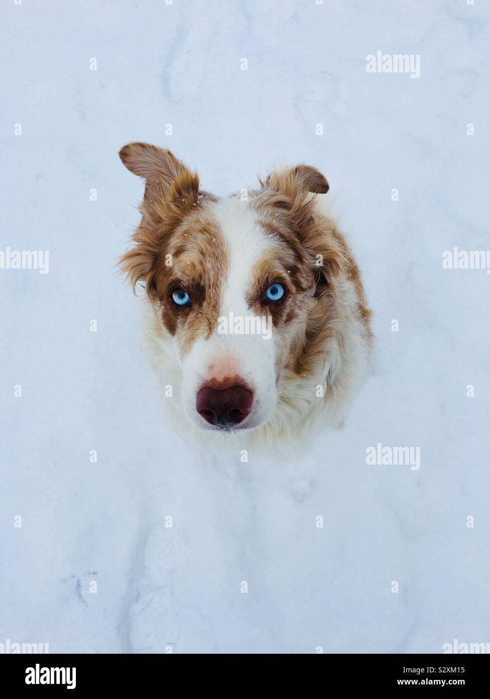 Red Merle blue eyed dog in snow -Rupert Stock Photo