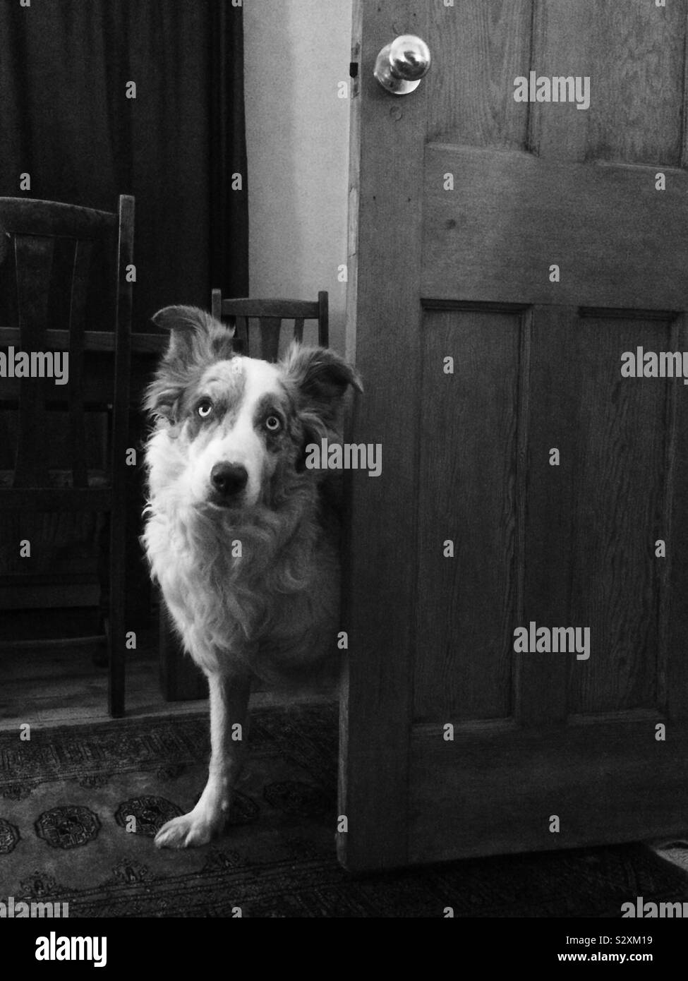 Dog walking into room Stock Photo Alamy