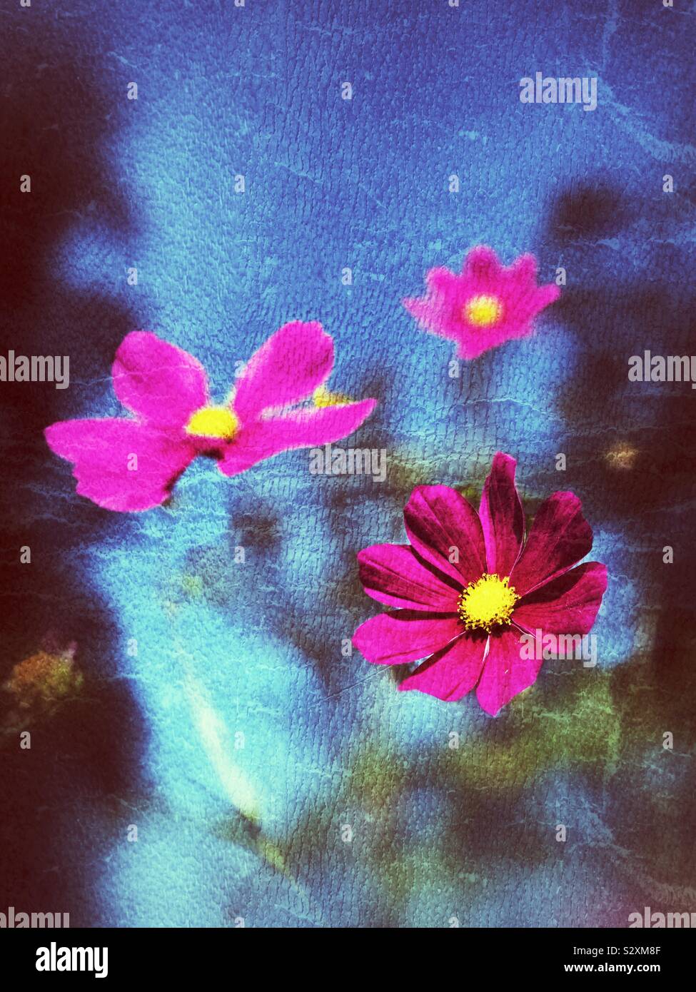 Pink flowers - Smartphone Captured Stock Image