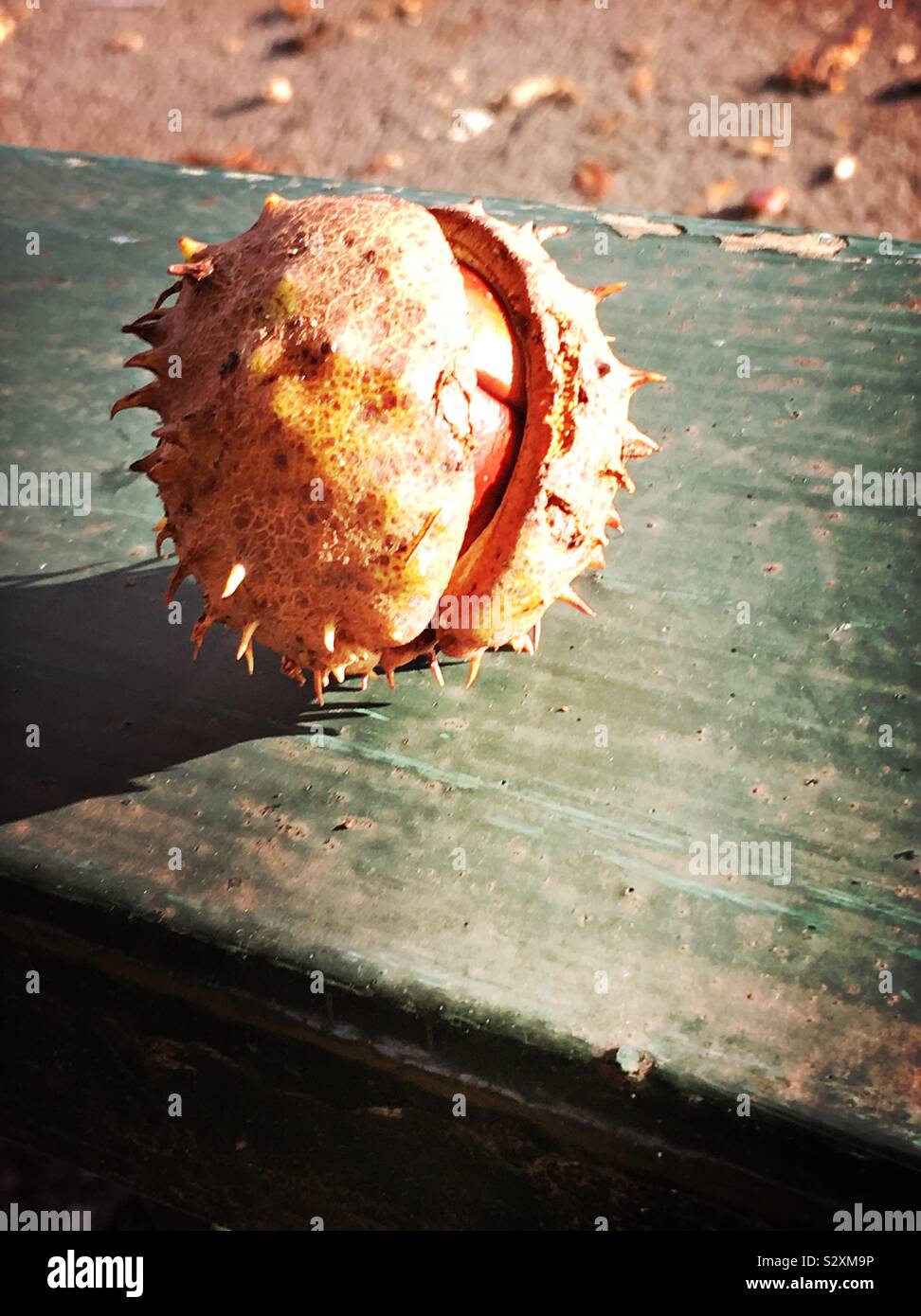 Horse chestnut tree seed hi-res stock photography and images - Alamy