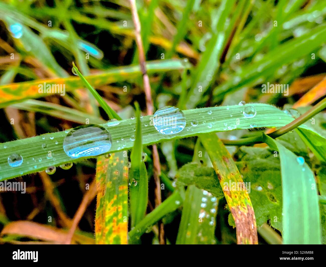 Dew on wild grass looking like magnifying lenses Stock Photo