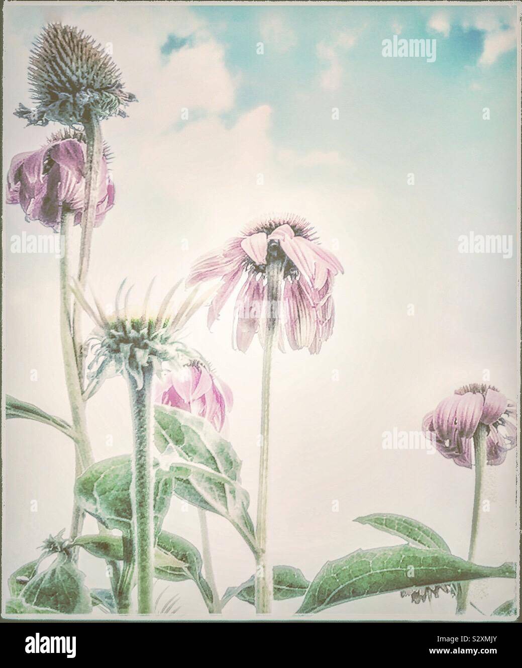 Faded pink flowers. Stock Photo