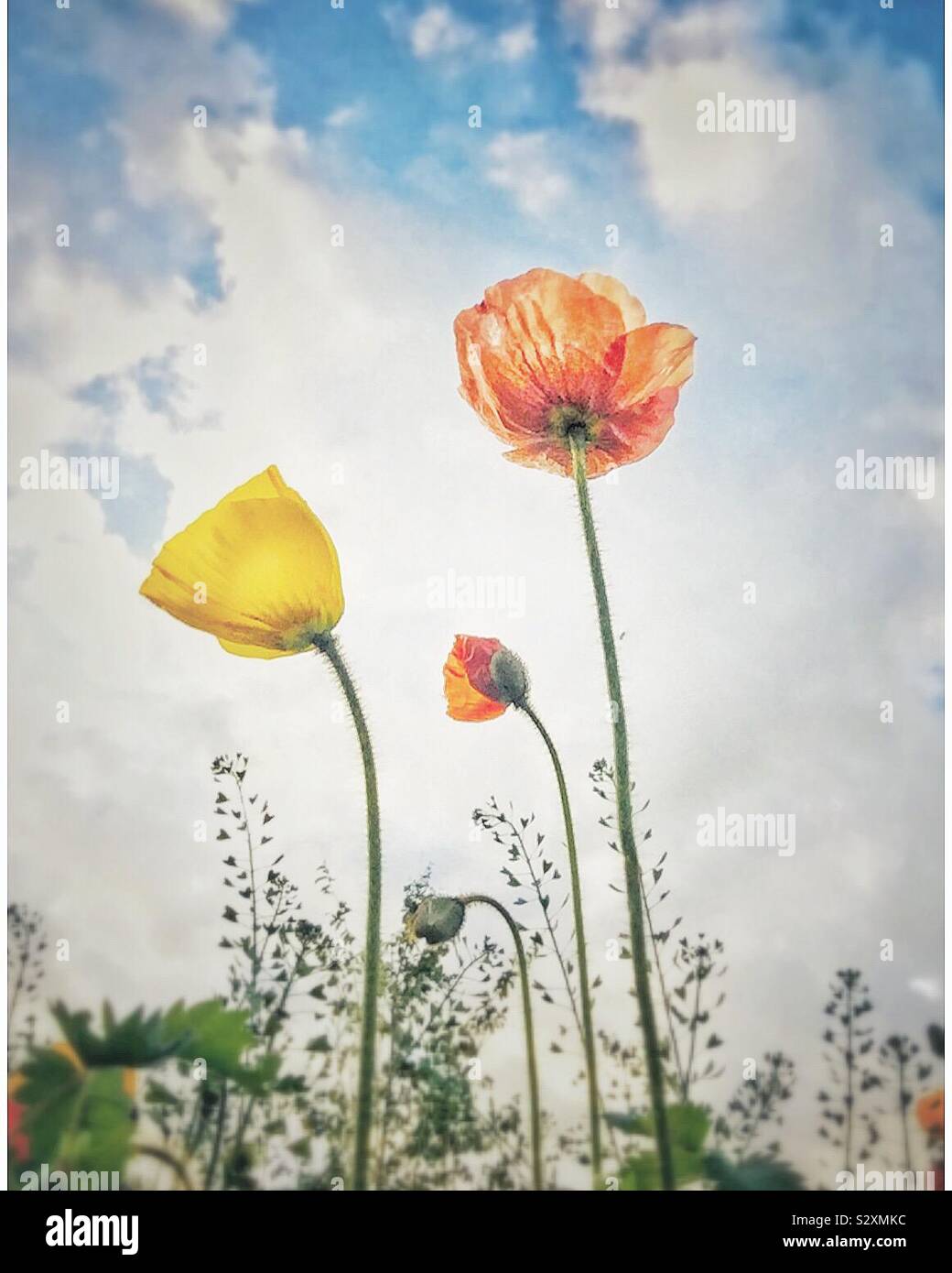Tall poppies hi-res stock photography and images - Alamy