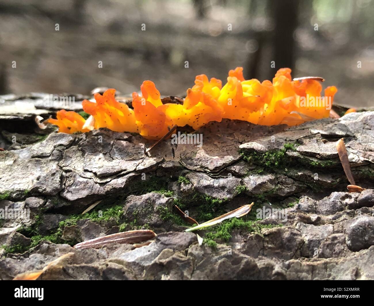 Orange fungus growing on a tree log in the autumn Stock Photo