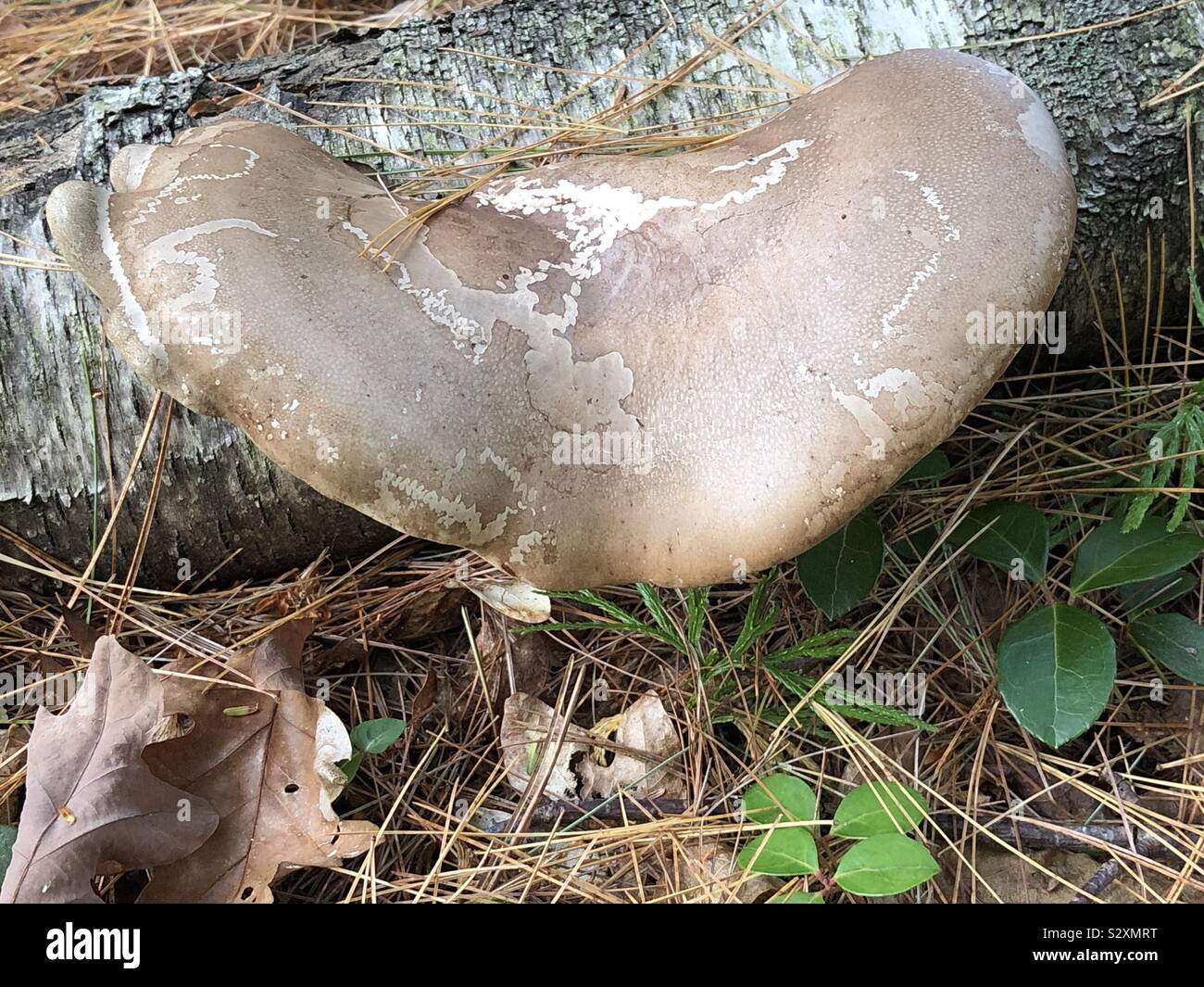 A large polypore mushroom growing on a birch log in the autumn - Smartphone Captured Stock Image