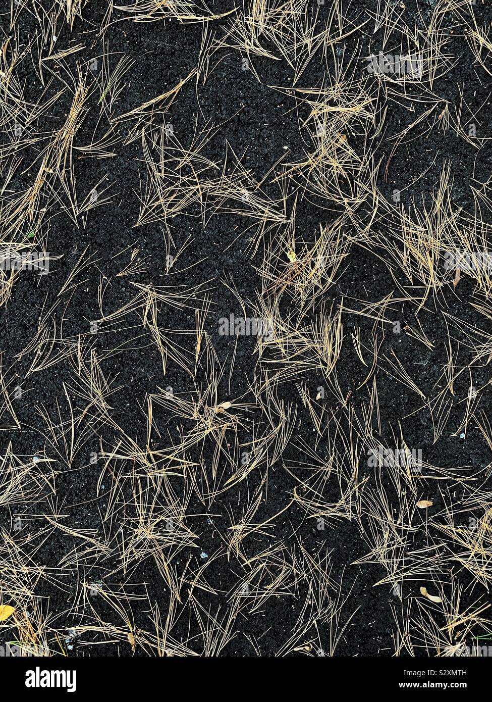 Pine needles on black asphalt  pattern - Smartphone Captured Stock Image