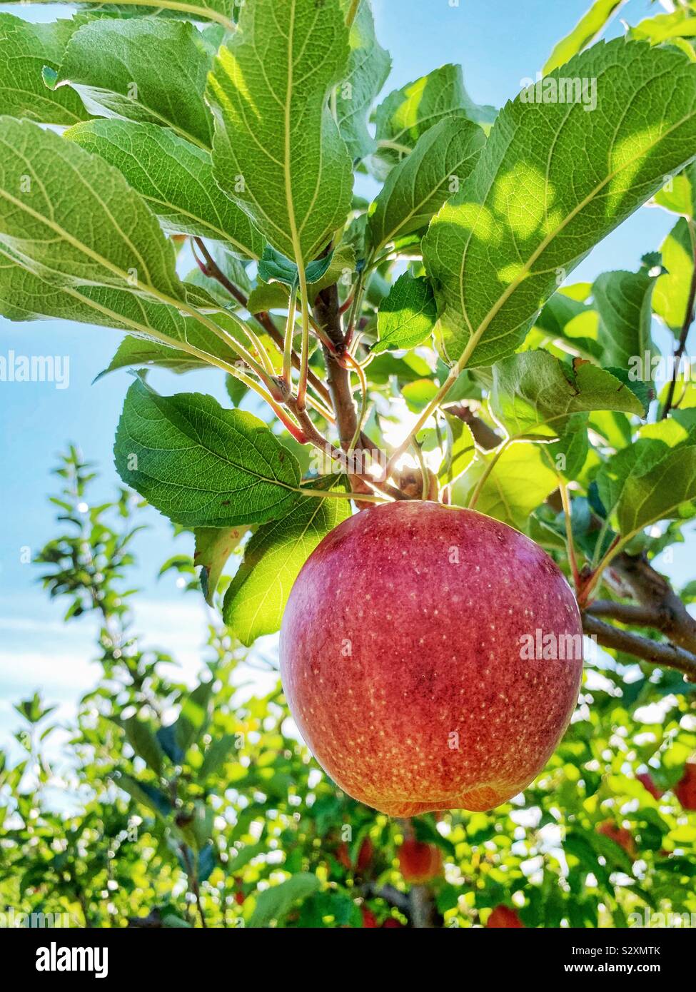 Macoun apples on a tree Stock Photo