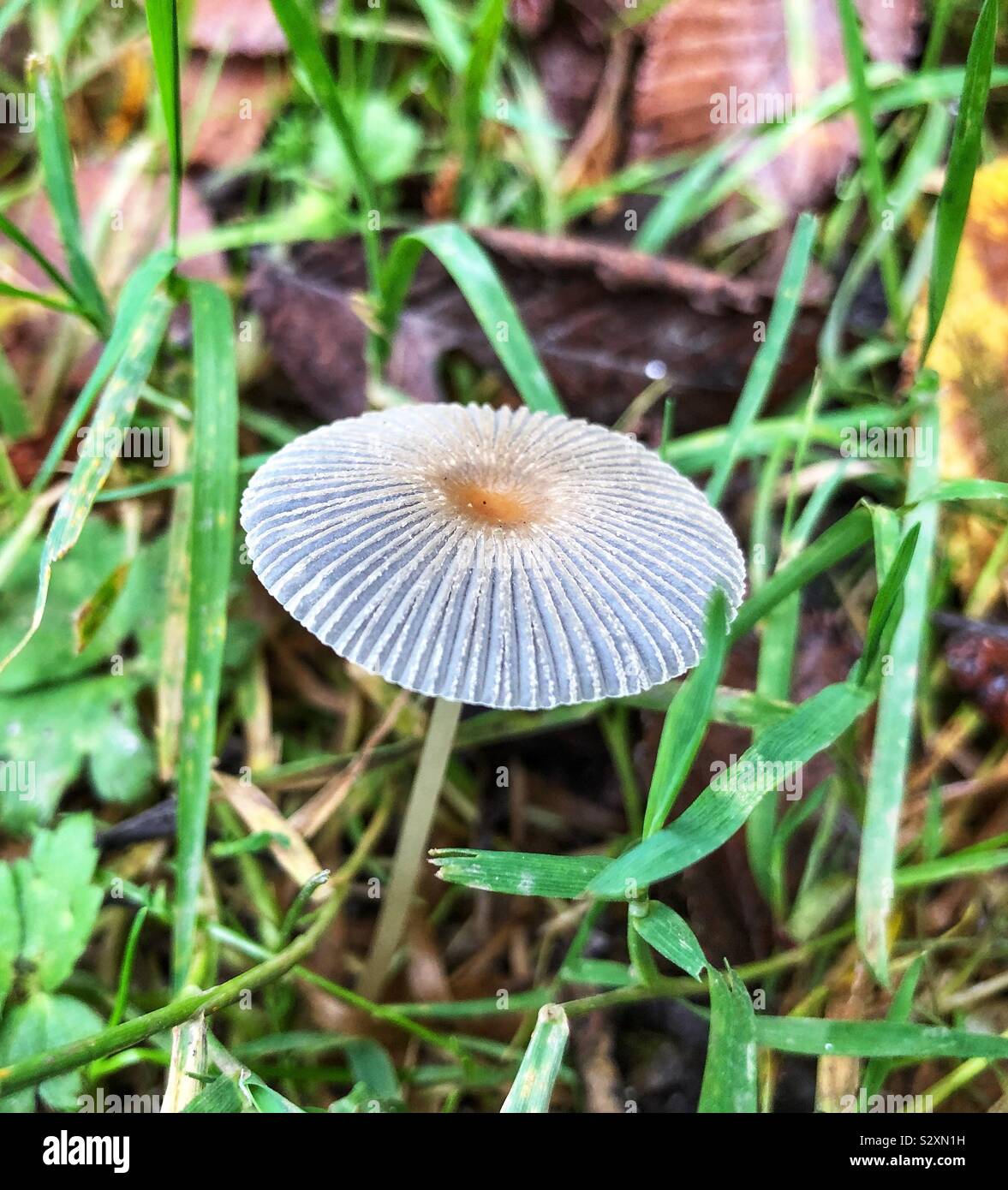 Pleated ink cap mushroom Stock Photo Alamy
