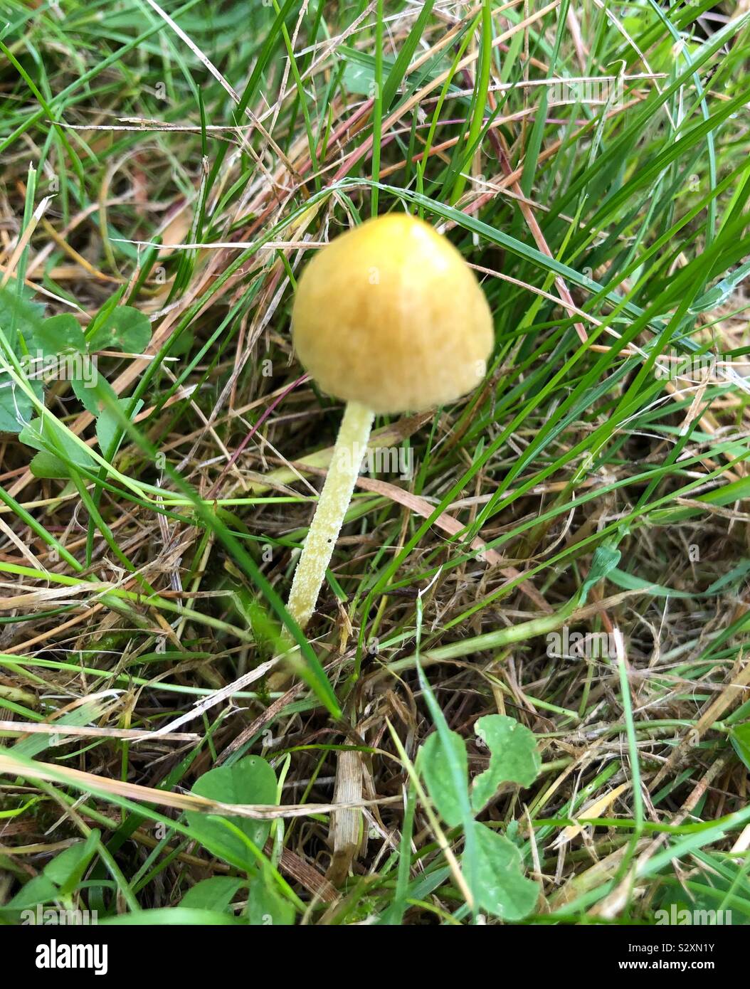 Yellow field cap mushroom Stock Photo