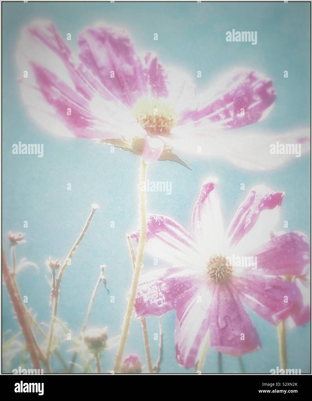 Pink flowers, blue sky. - Smartphone Captured Stock Image