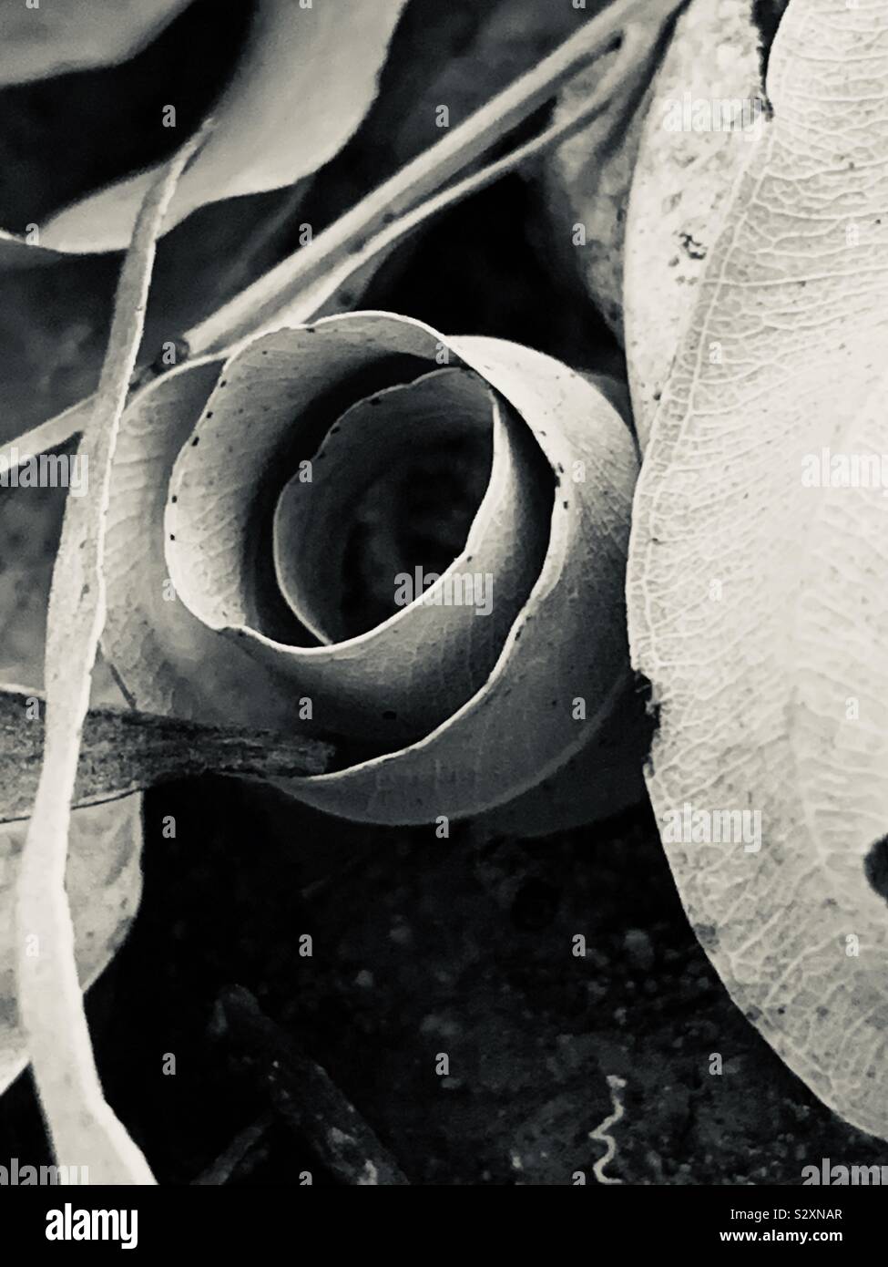 Eucalyptus leaf rosette in black and white Stock Photo