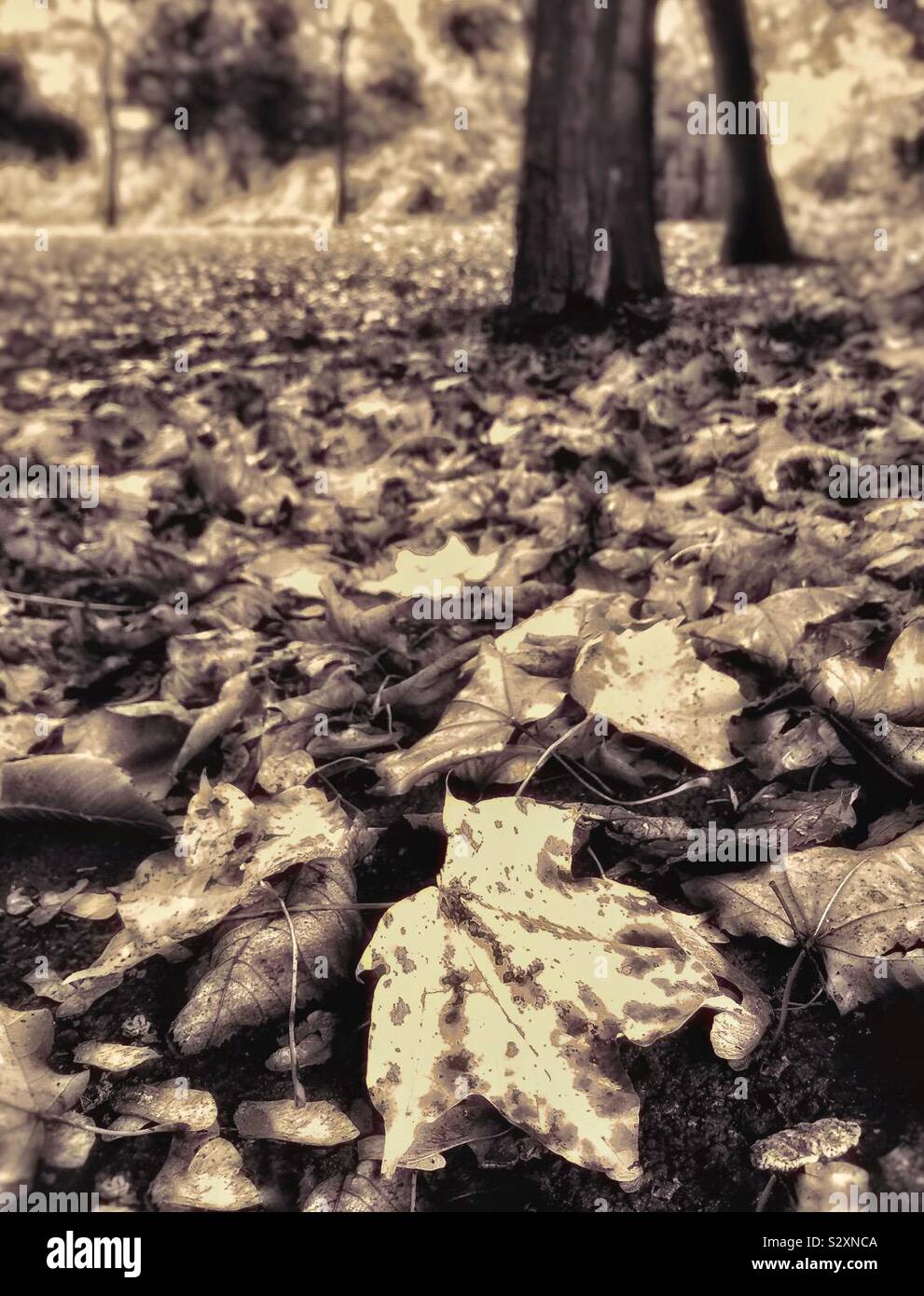 Autumn in the forest Stock Photo - Alamy