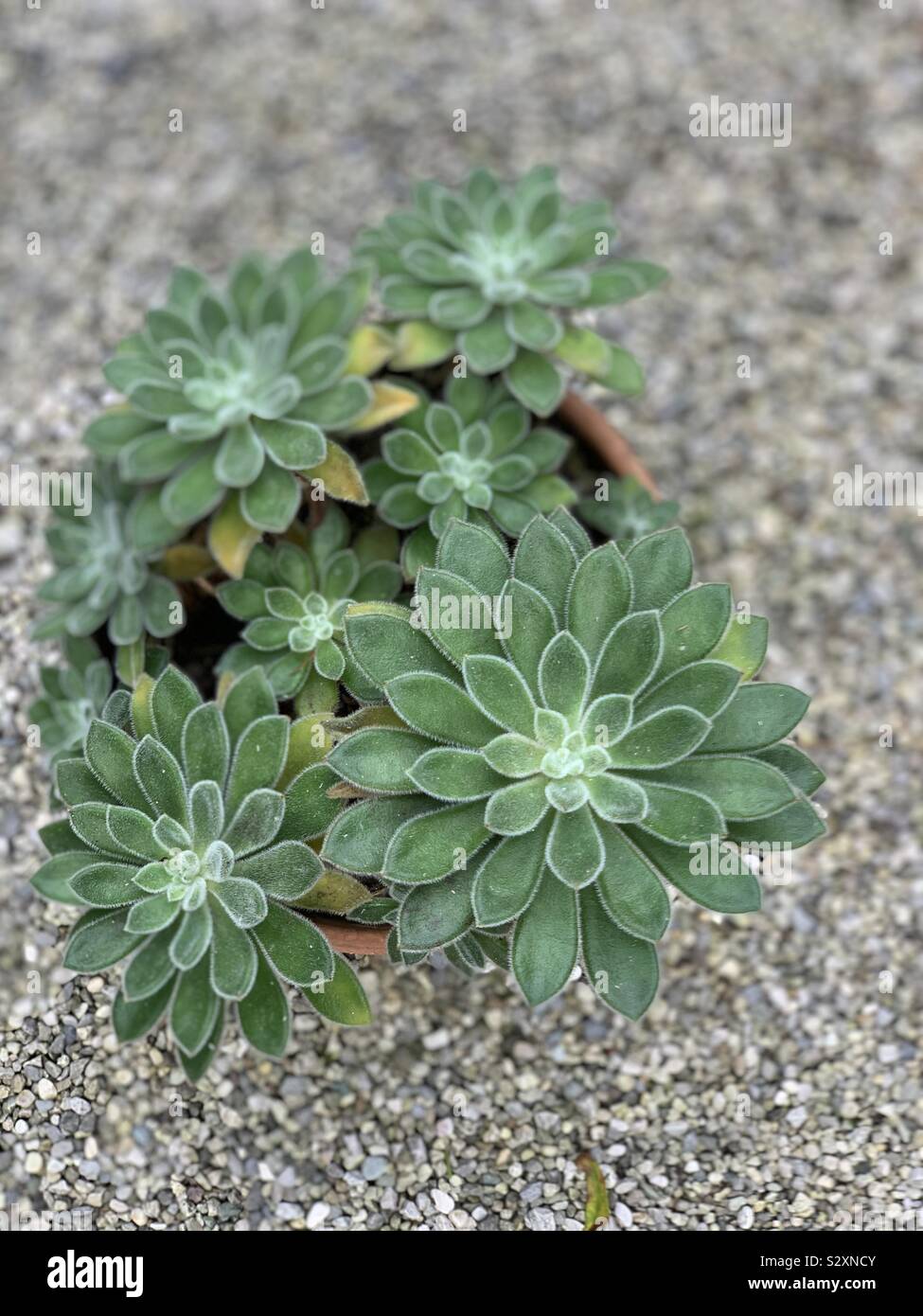 Echeveria plant - Smartphone Captured Stock Image