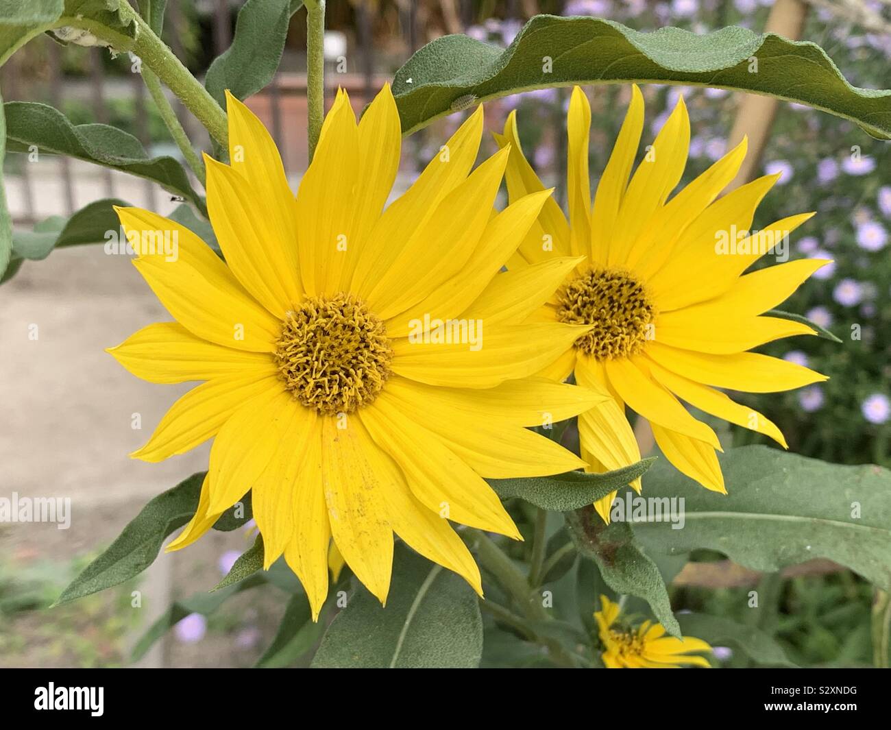 Helianthus flowers Stock Photo