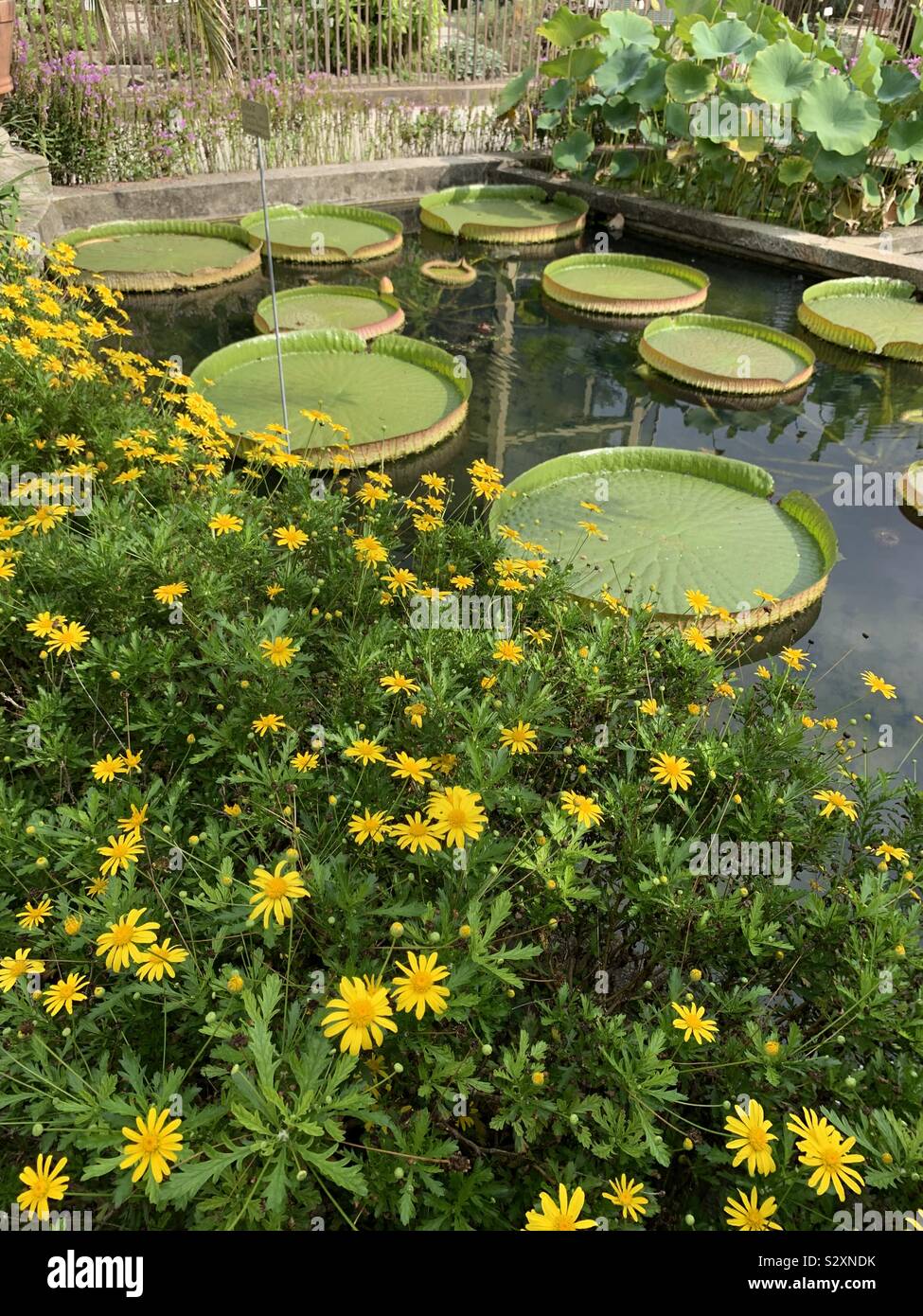 Victoria cruziana hires stock photography and images Alamy