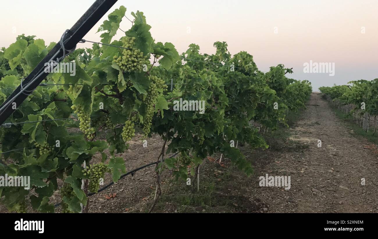Grapes form land - Smartphone Captured Stock Image