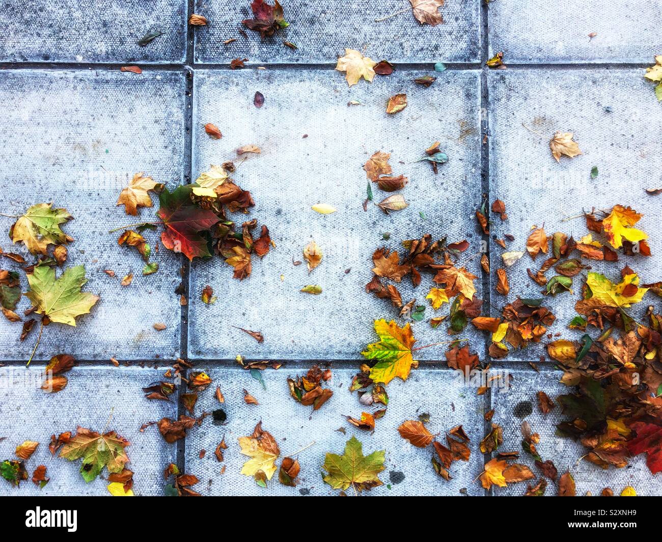 Autumn leaves on square paving slabs Stock Photo