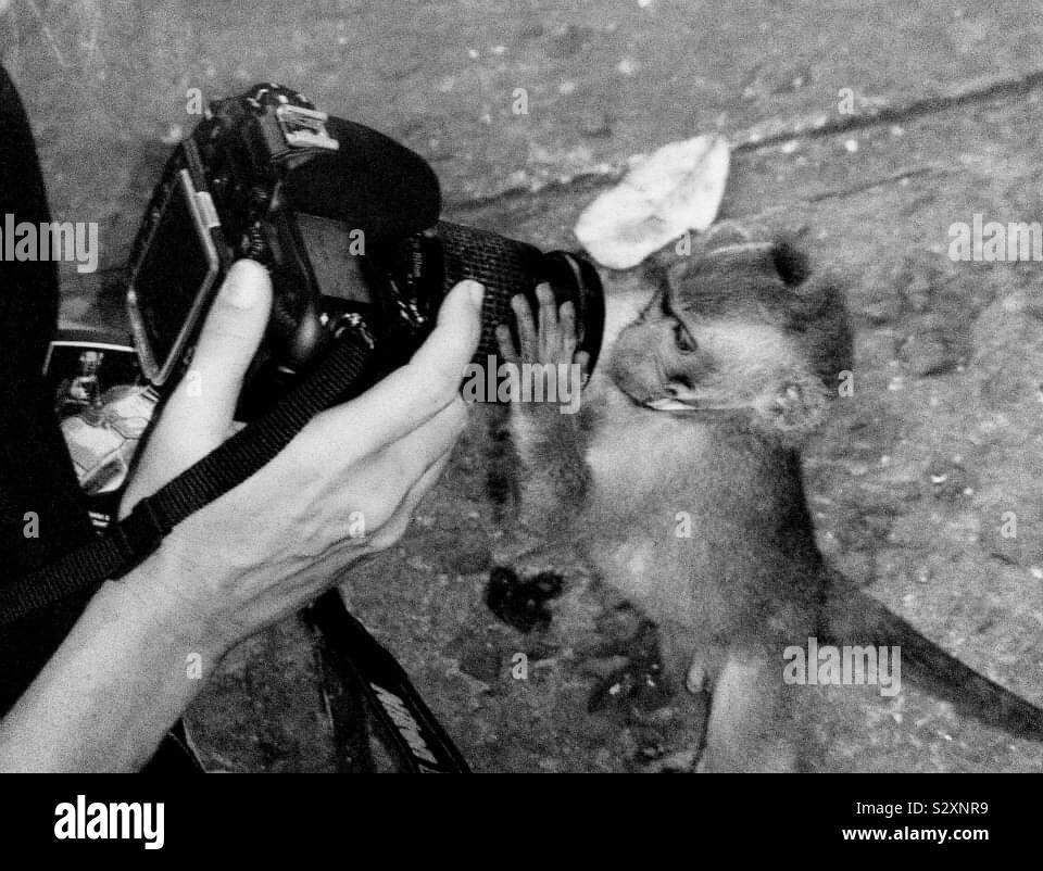 a curious little monkey - Smartphone Captured Stock Image