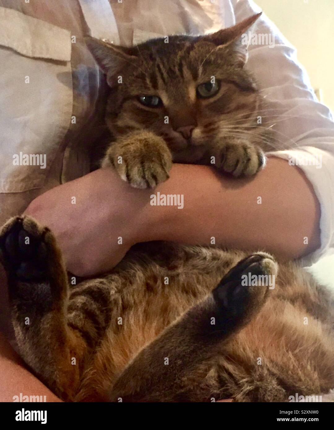 Tabby cat - Smartphone Captured Stock Image