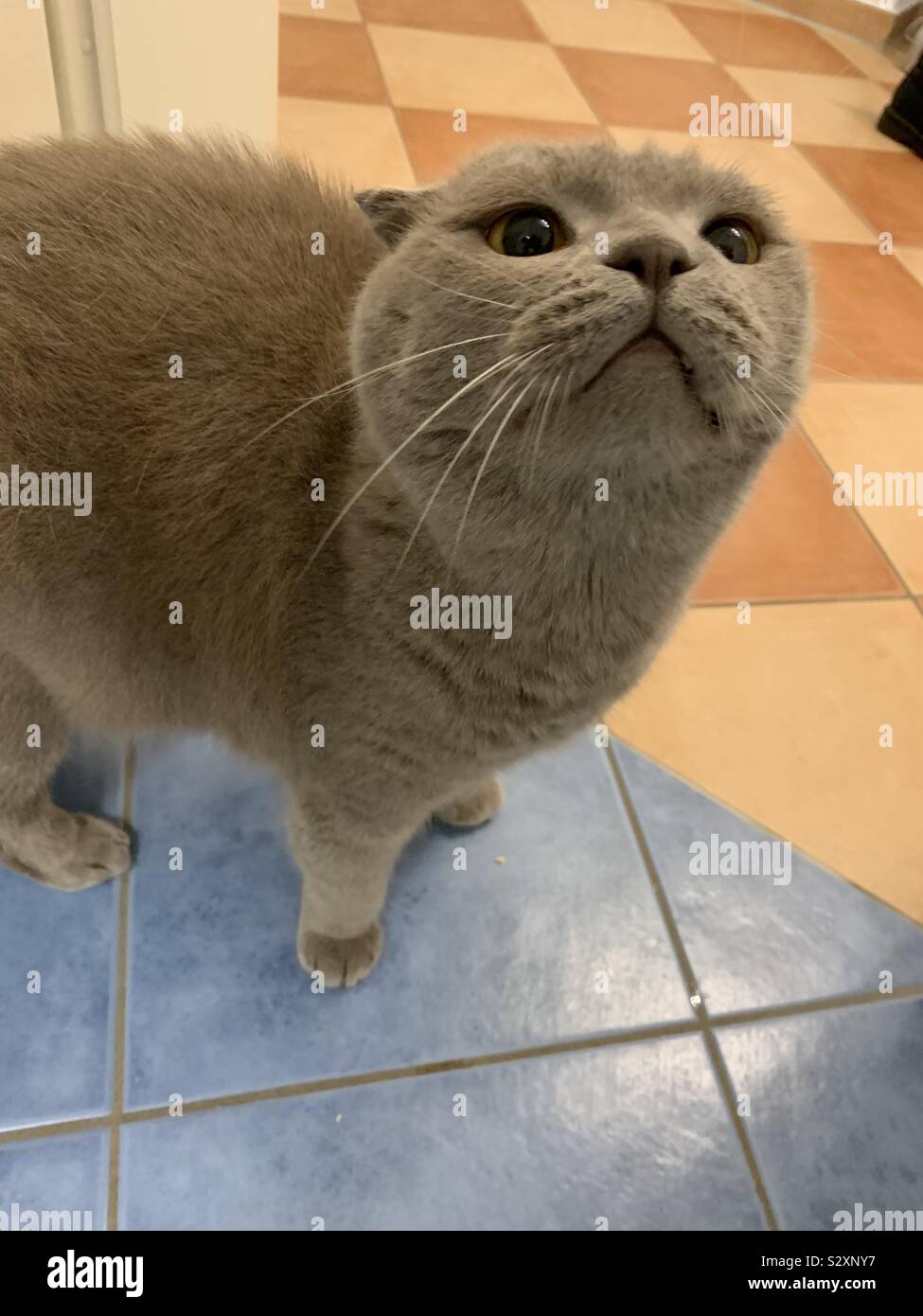 Curious gray cat Stock Photo