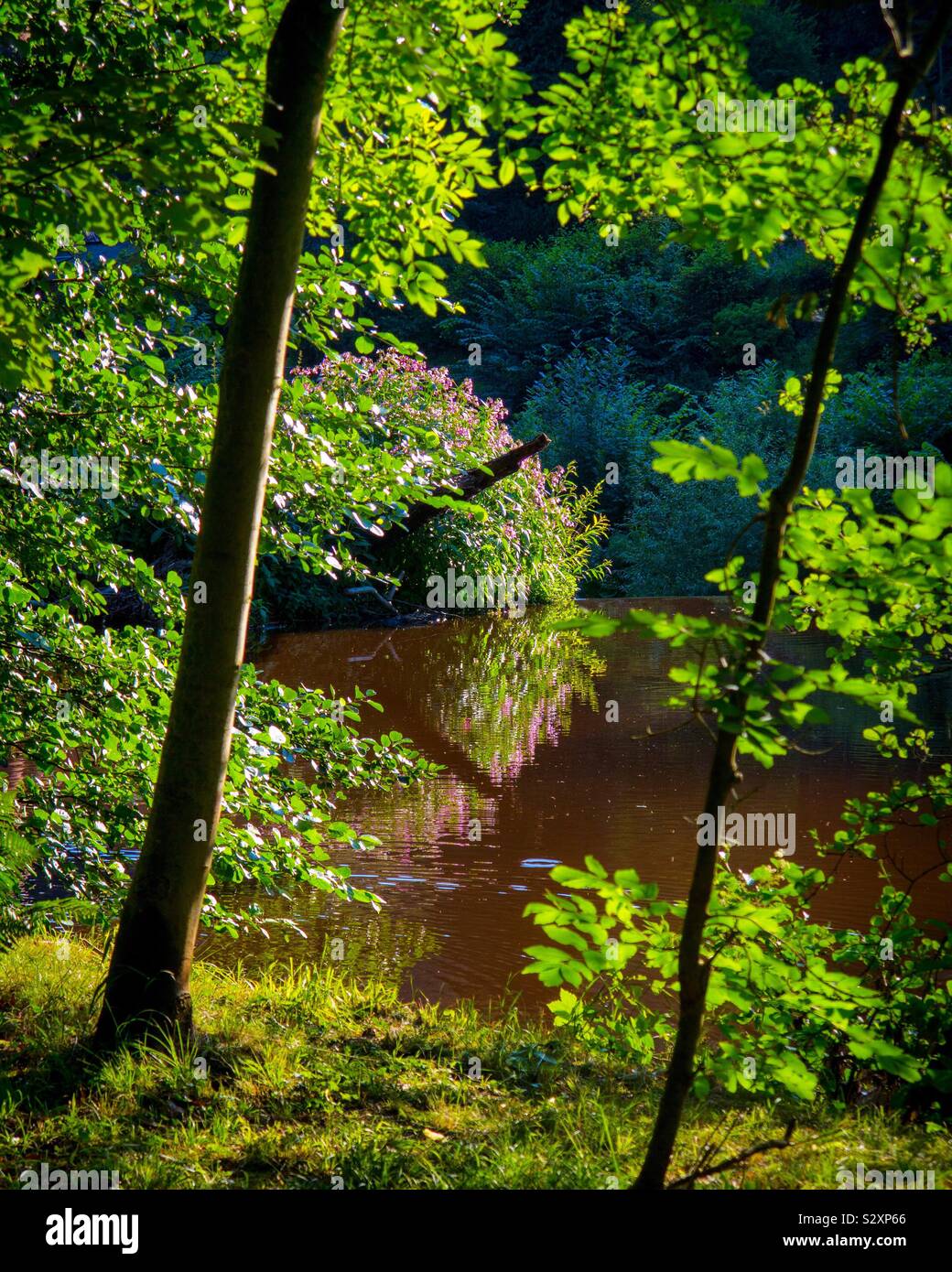 View looking through trees towards a river with reflections in the water with summer sunshine on the leaves - Smartphone Captured Stock Image