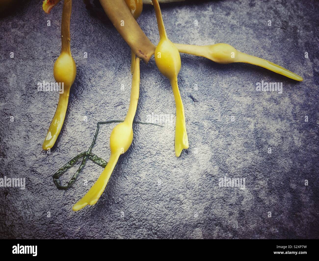 Yellow seaweed on beach, Elgol, western highlands, isle of Skye, Scotland - Smartphone Captured Stock Image