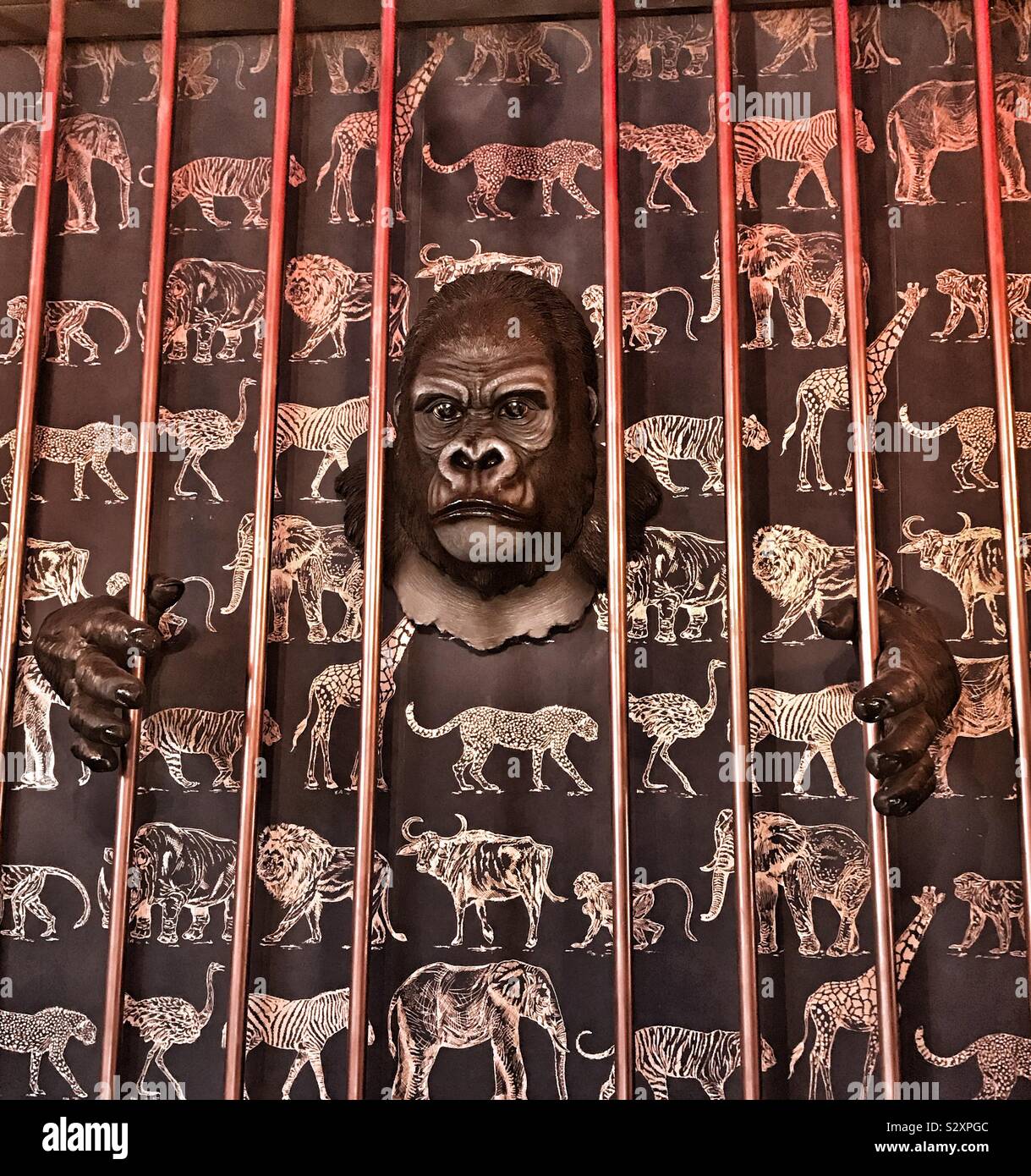 Gorilla Behind Copper Bars With a Background Wallpaper In Black And Gold Showing Elephants, Tigers , Emu’s, Lions , Buffalos, Giraffes and Monkeys At A Vintage Tea Room In Welshpool  - Wales - Smartphone Captured Stock Image