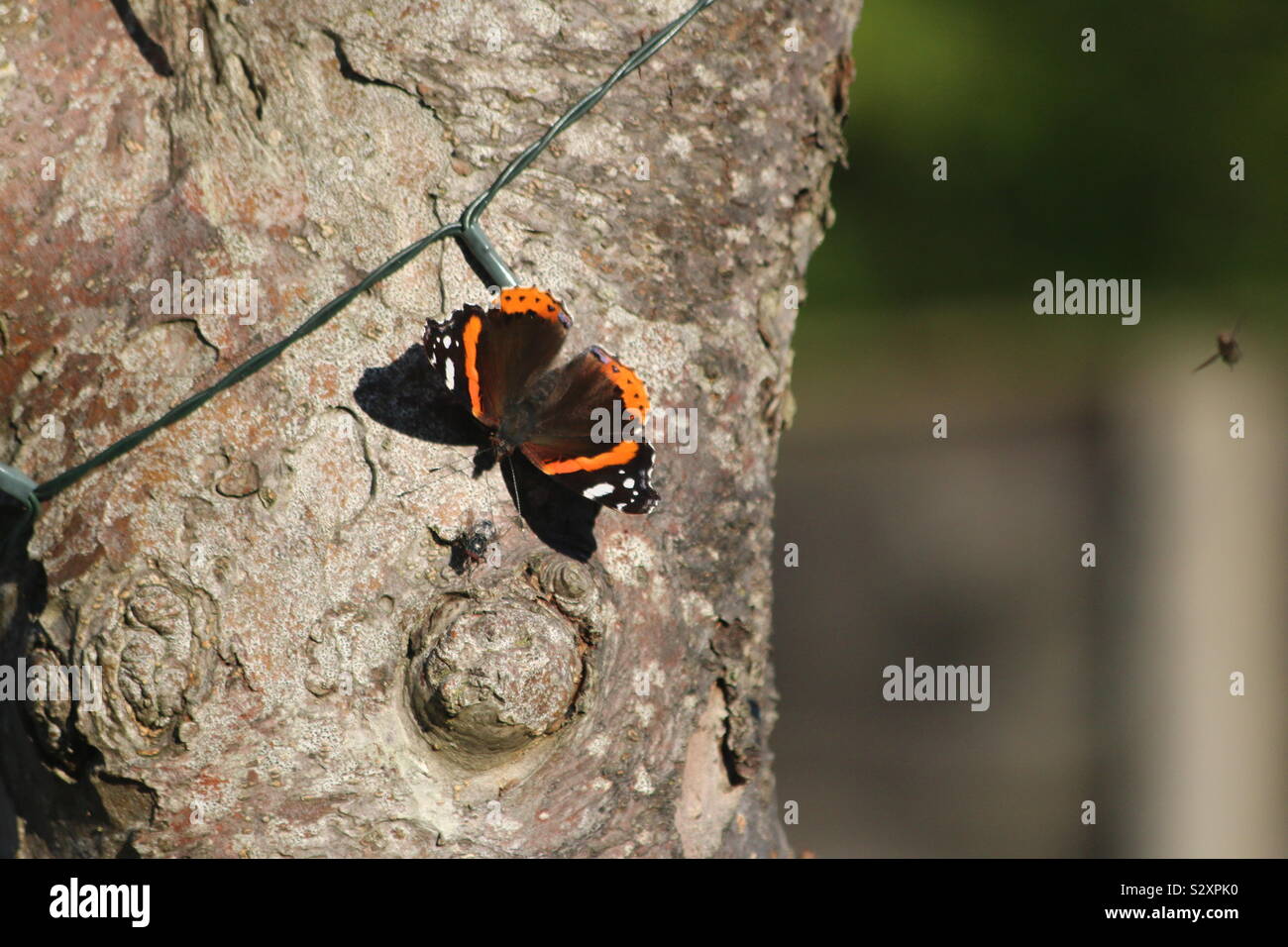 Red Admiral under attack - Smartphone Captured Stock Image