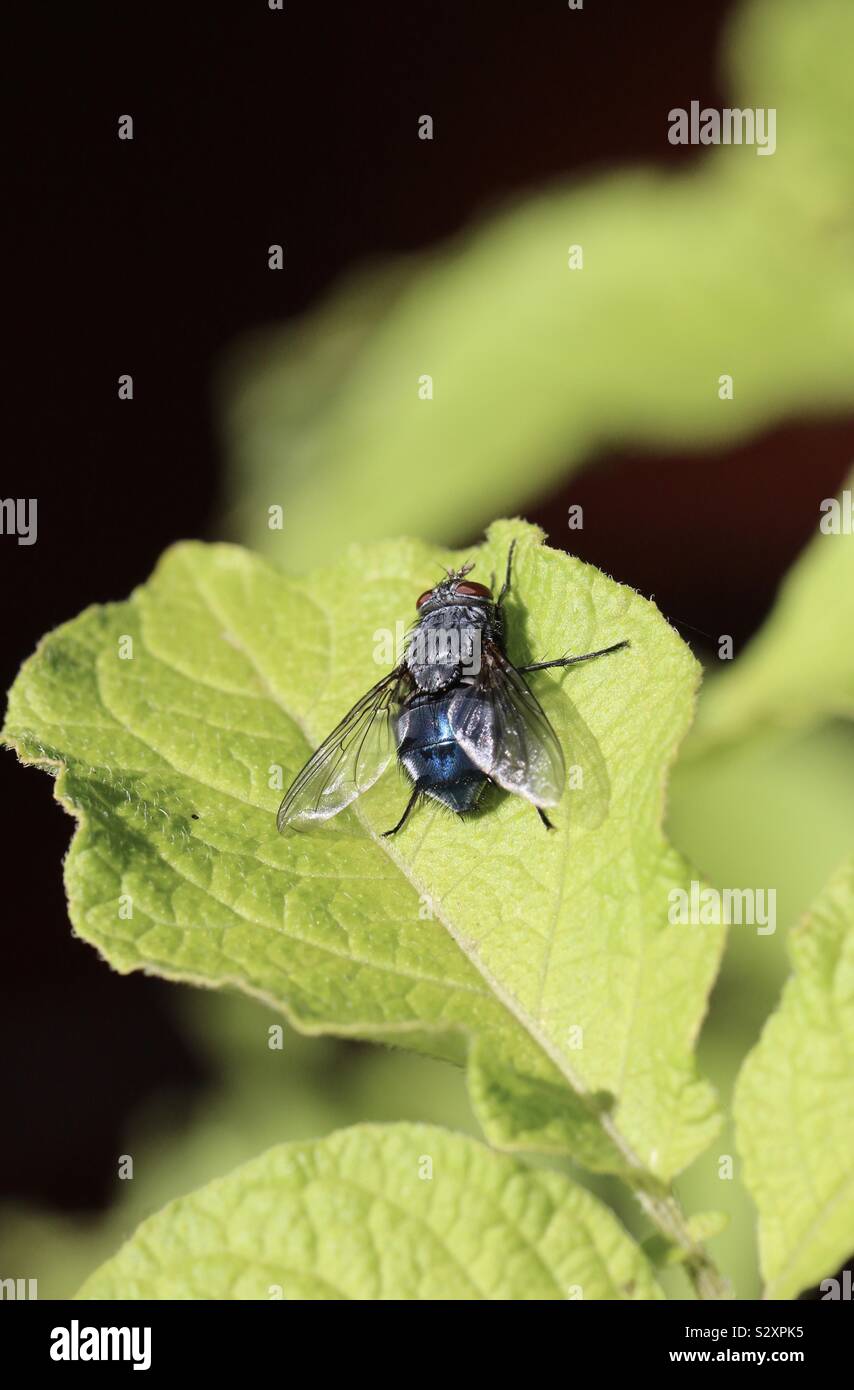 No flies on me - Smartphone Captured Stock Image