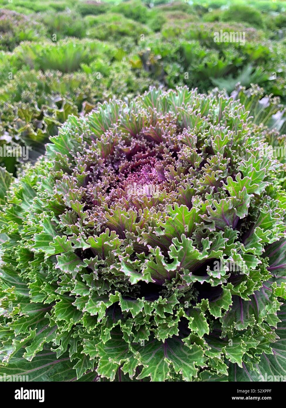 Perfect purple curly kale Stock Photo