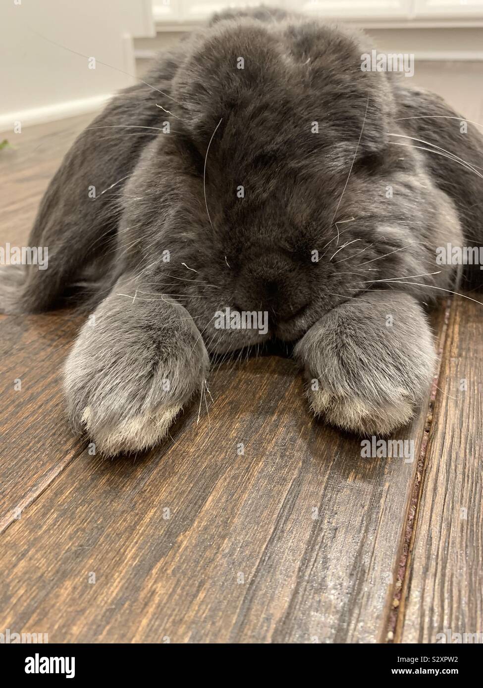 French Lop Rabbit Stock Photo