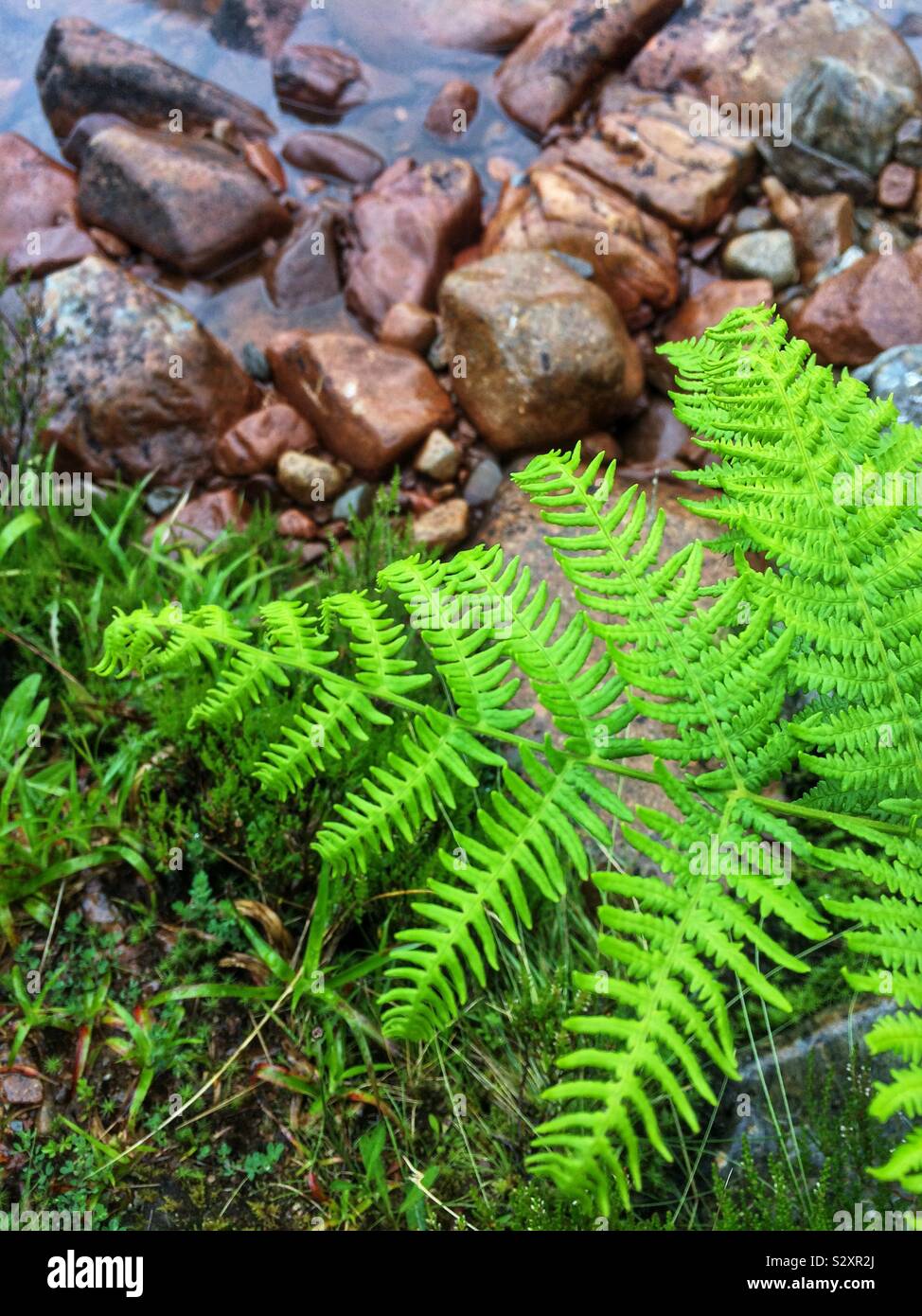 Green fem plant. Glencoe, Scotland Stock Photo