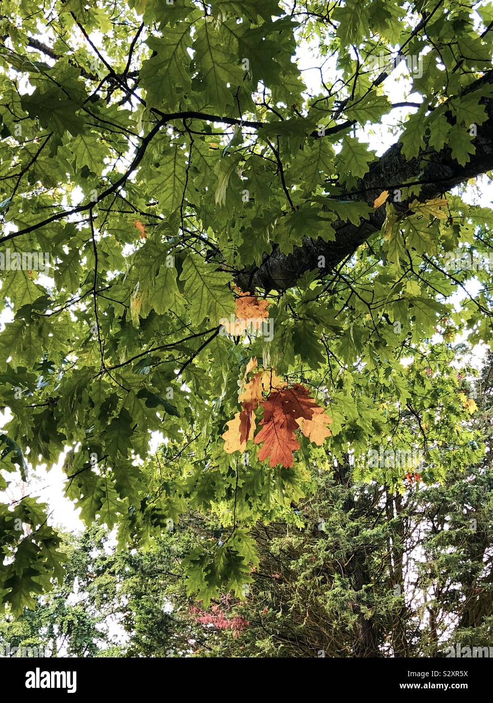 Leaves on a tree. The start of autumn. Stock Photo