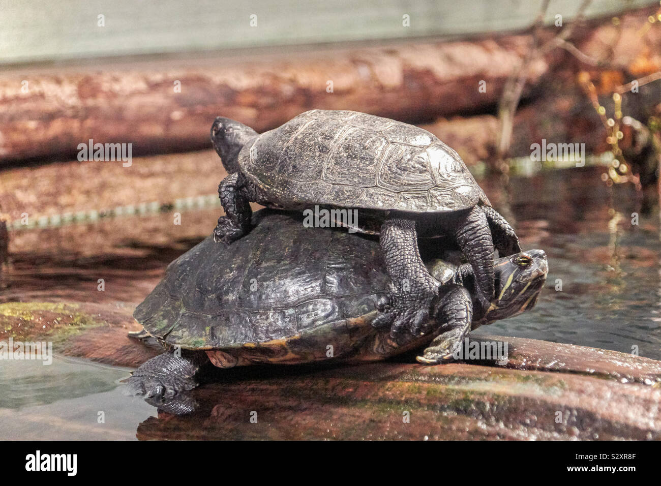 Two Turtles climbing on top of each other. A little sits on the large, a Turtle Double at the edge of the Water Stock Photo
