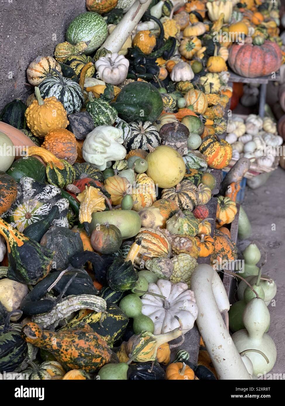 Different kind of pumpkins Stock Photo