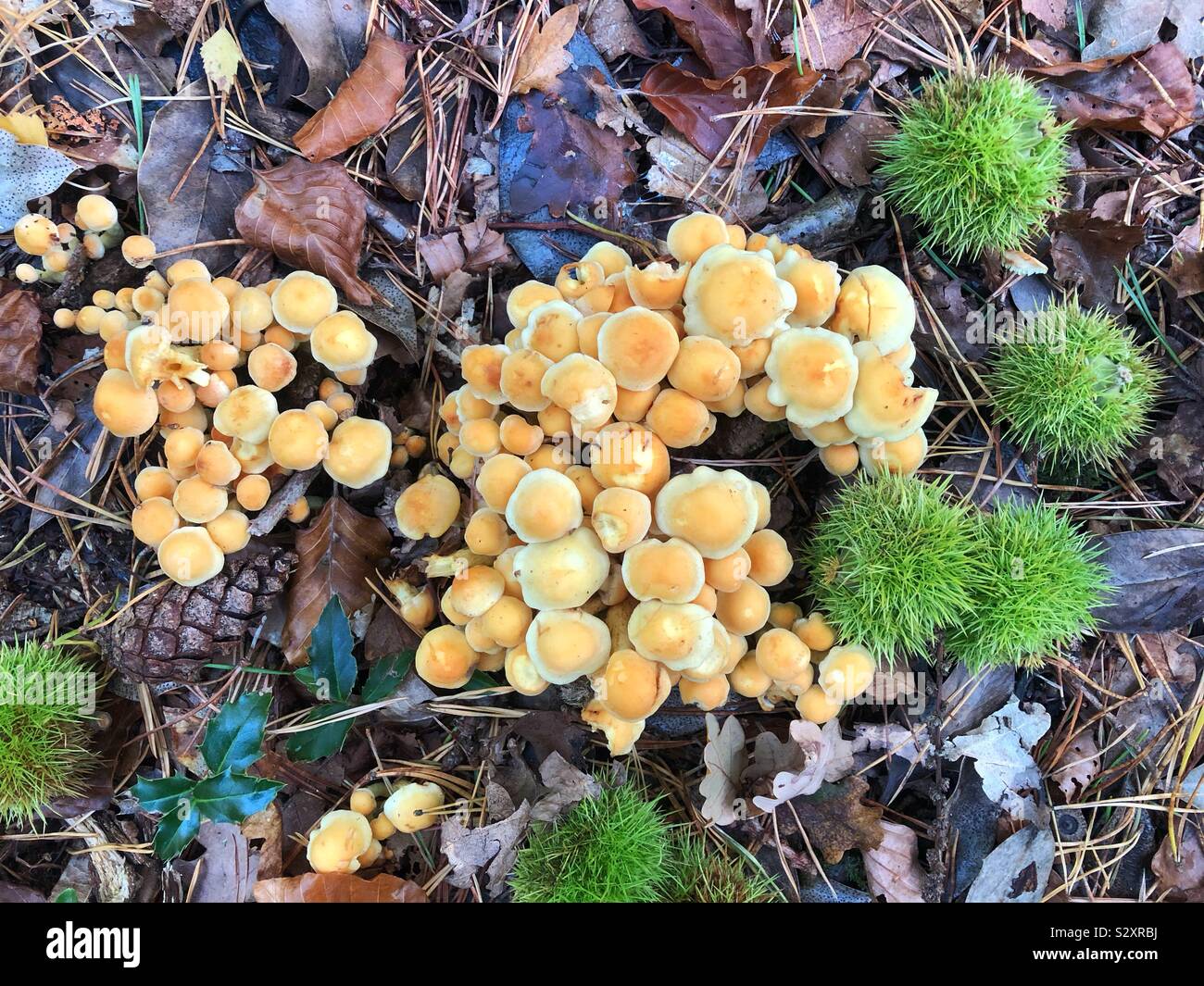 Mushrooms and fallen Chestnuts on the New Forest floor Stock Photo - Alamy
