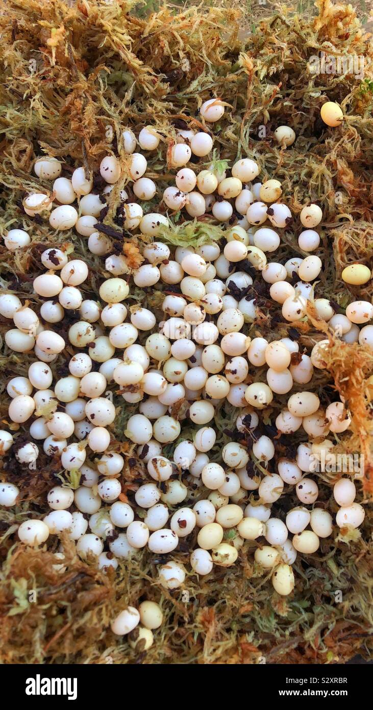 Giant Ghana African tiger snail eggs (Achatina achatina Stock Photo Alamy