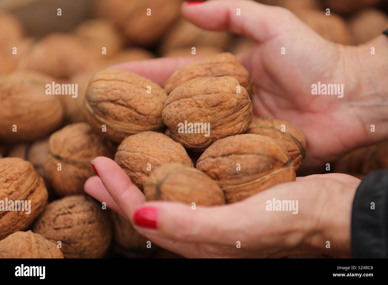 woman s hands holding walnuts, warm texture, lovely retro background, vegan food, walnuts, nuts, autumn Stock Photo