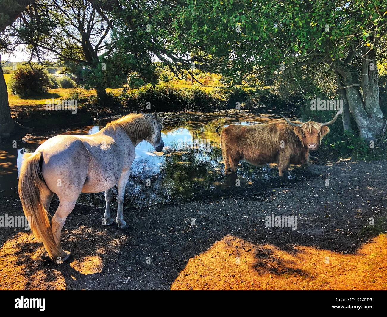 Highland cow keeping cool and New Forest Pony - Smartphone Captured Stock Image