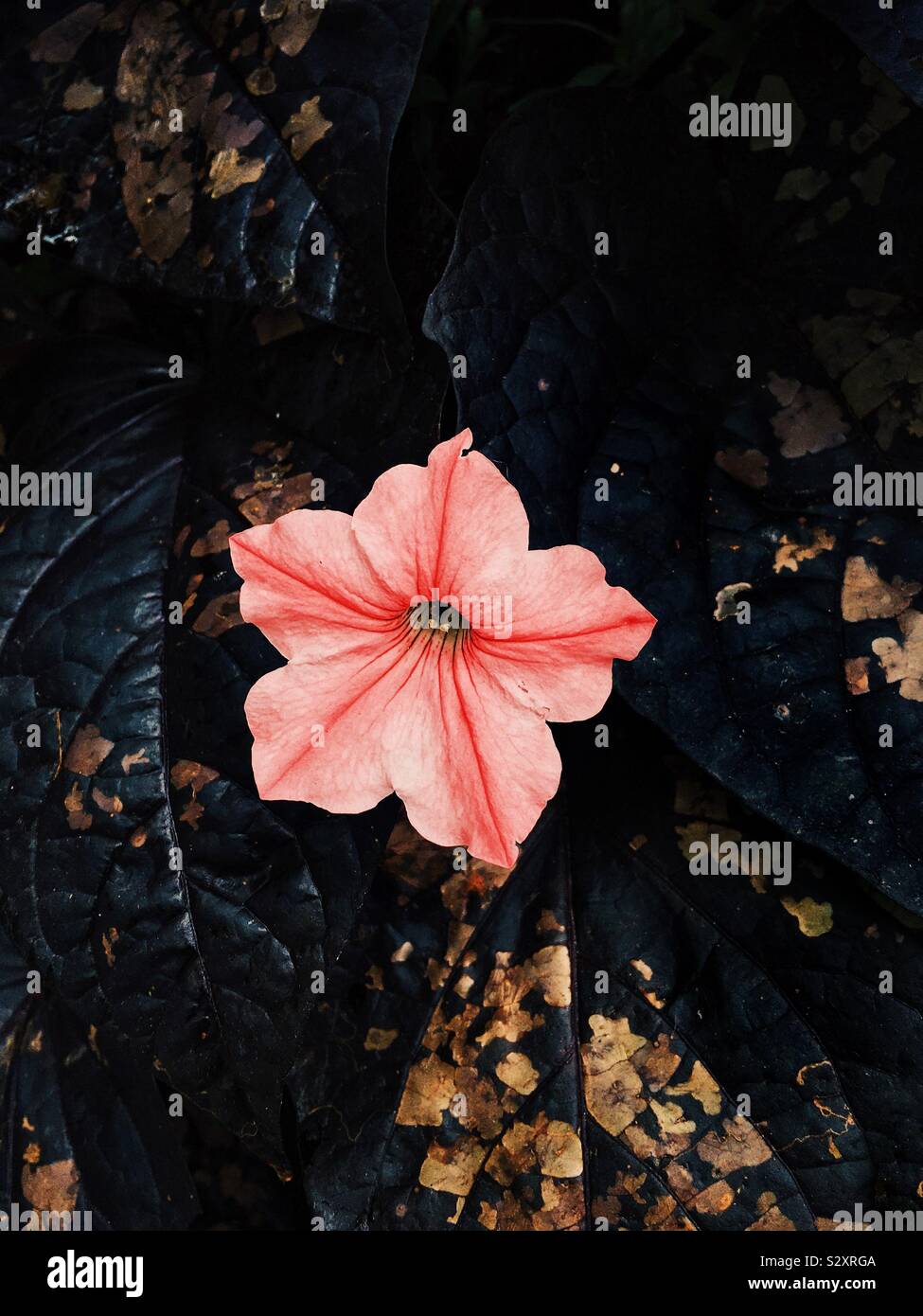 Pink flower among black and gold flecked leaves. Stock Photo