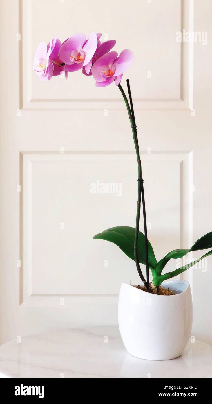 Potted Orchid Stock Photo