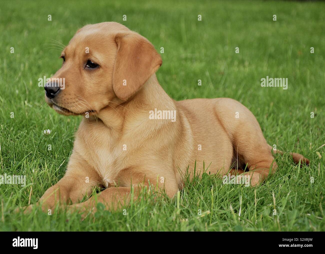 Red Fox Labrador Hi Res Stock Photography And Images Alamy