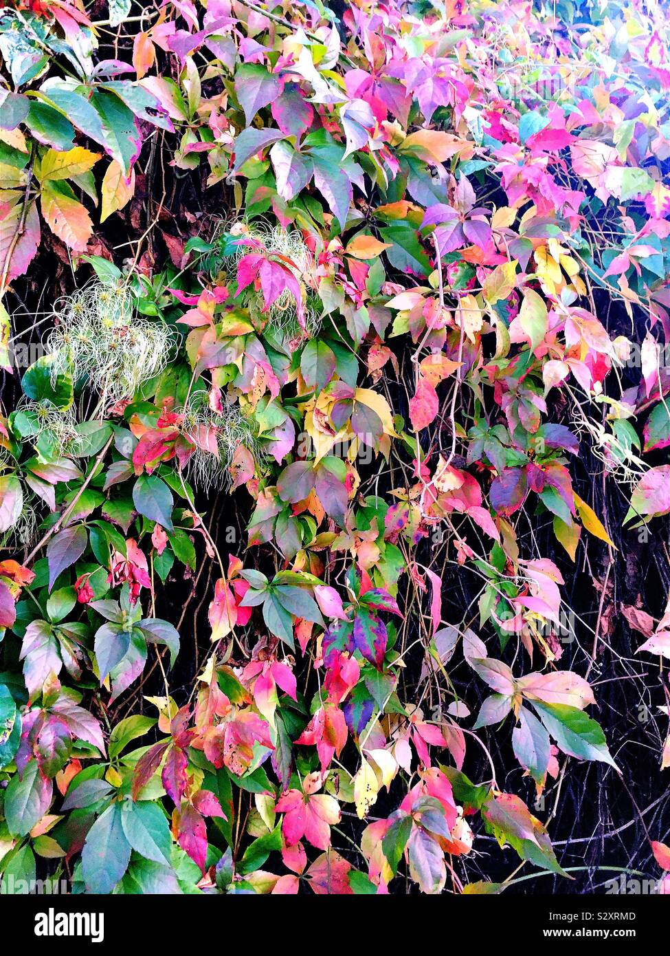 Climbing plants hires stock photography and images Alamy