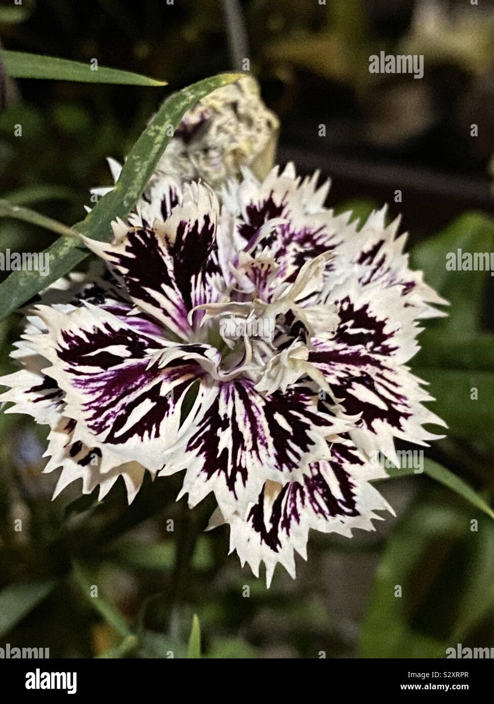 Purple and white dianthus Stock Photo