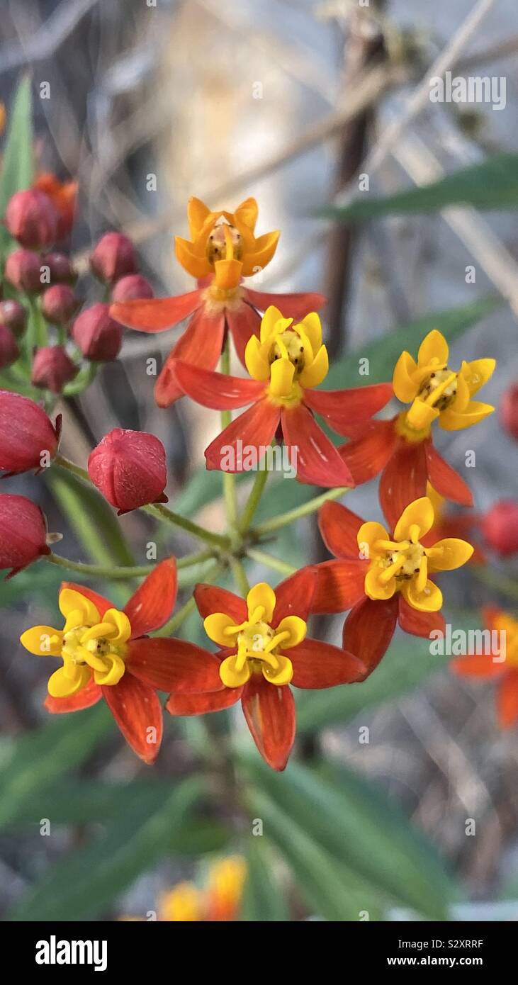 Asclepias curassavica, commonly known as tropical milkweed, bloodflower, cotton bush, hierba de la cucaracha, Mexican butterfly weed, redhead, scarlet milkweedand wild ipecacuanha. Stock Photo