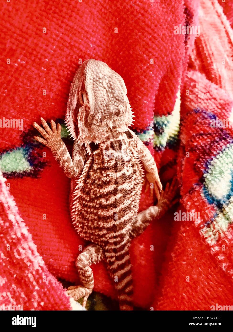 young bearded dragon sleeping on a morning gown Stock Photo