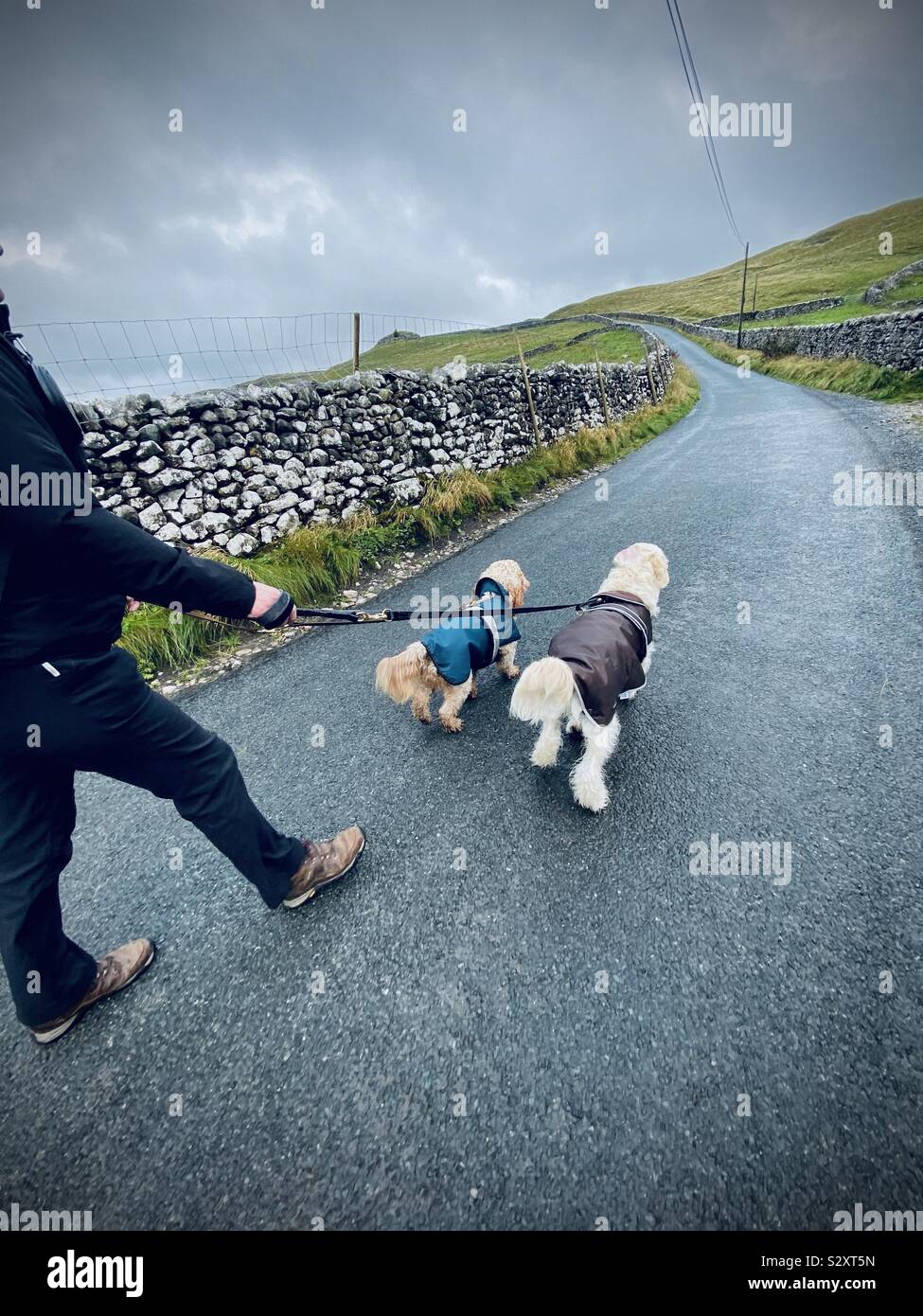 Cockapoo Dog Adult High Resolution Stock Photography And Images Alamy