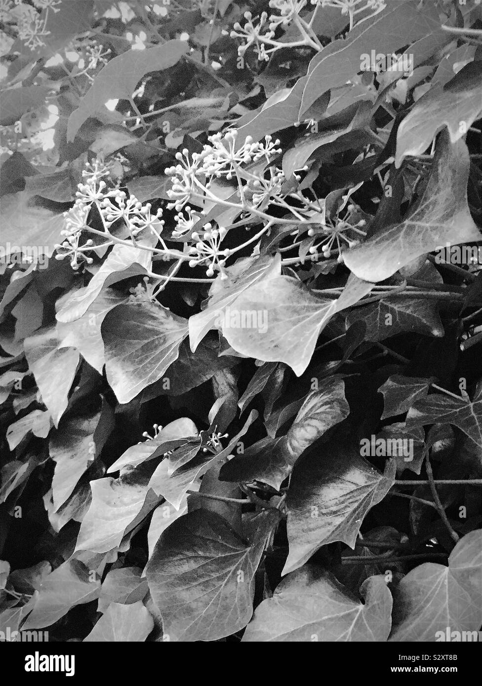 Black and white picture of ivy in flower Stock Photo