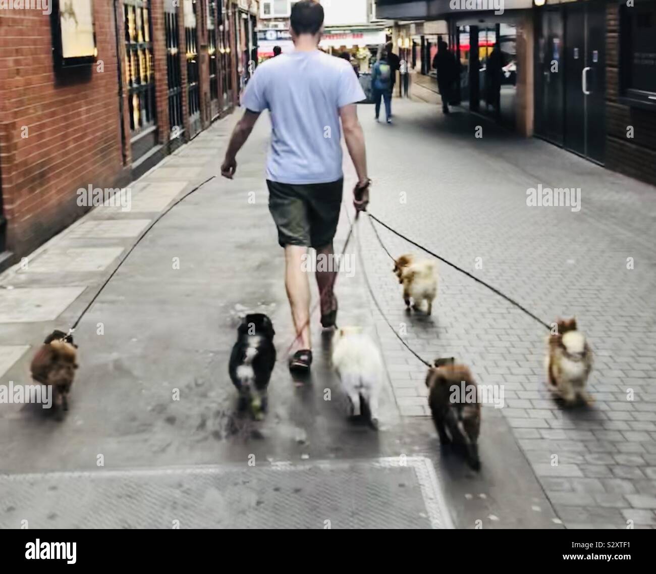 Man walking 6 small dogs Stock Photo